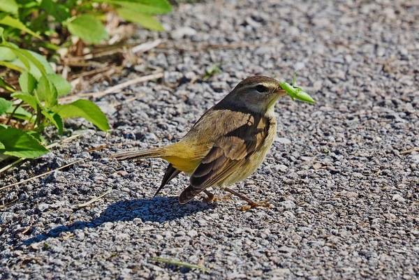 Palm Warbler - Setophaga palmarum with Katydid, Everglades National Park, Homestead, Florida, December 1, 2021 by Judy Gallagher is licensed under CC BY 2.0.